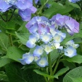 季節の花・アジサイの続き掲載