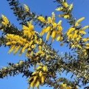 満開のミモザとプリムラの寄せ植え