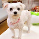 『【犬】２頭 受け入れました』の画像