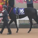 Vol.1815　カリスさん2頭