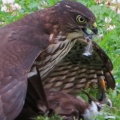 獲物を捕ったツミ（雀鷹）を撮る🦅📸（太田市）