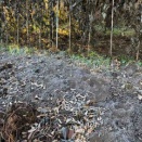 順番は寒さに弱い紫大薯を林の畑で掘る