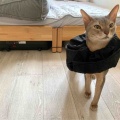 ようやくお顔のハゲが回復中