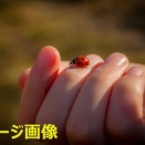 「四重吉日」と銀行とテントウムシと指輪をAIに絶賛される