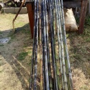 黒竹を分けてもらいました