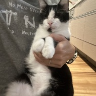 マレーシア生まれの猫は日本の冬に対応できるのか？