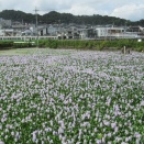 ホテイアオイの花ー２