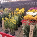 『菊花展へ行って来ましたぁ🤗//薔薇の樹苑デイサービス』の画像