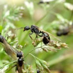 ありんこ日記　AntRoom