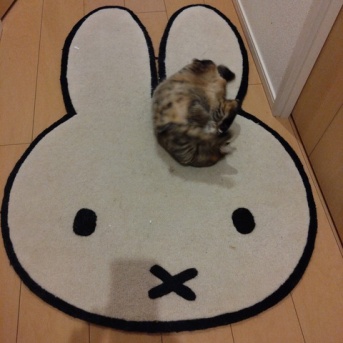 実物のﾈｺﾁｬﾝたちセカンド175