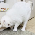 Megさんのお当番日記『ファイナルボス登場』。