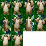 『[イコラブ] 「 ラブソングに襲われる 」オオカミ TikTokまとめ』の画像