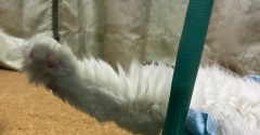 良いですよ