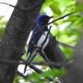 2026年5月9日の野鳥公園