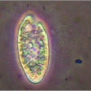 Chilomonas paramecium 　クリプトモナス目