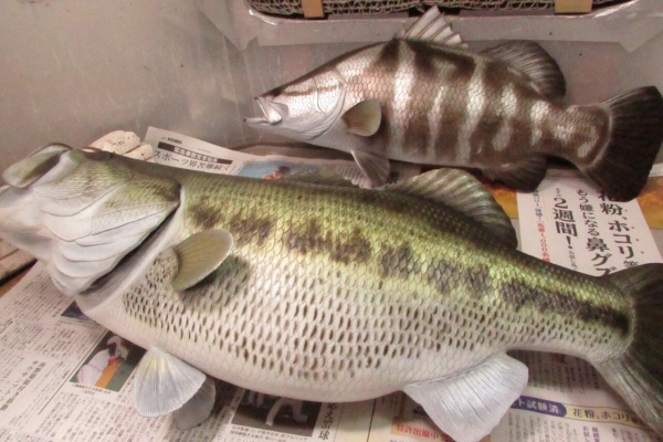 魚の模型制作しています。 fish craft REAL - 魚フィギュア制作