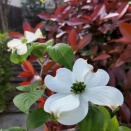 庭のハナミズキとモッコウバラの開花