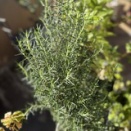 ローズマリーがやってきた