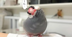覇気を忘れてきたセラくん