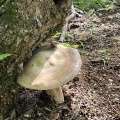 キノコの上のサンダル