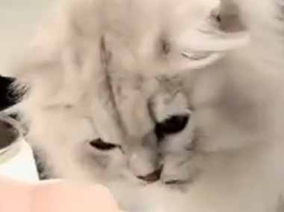 ママと一緒におチビちゃんがゴハンを食べていた。何これ固いよぉ！ → そりゃそうだ…