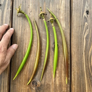 SONOアクアプランツファーム水草･海藻情報局