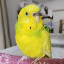 ポポ、お空に帰りました