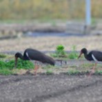 ヨット　Jennifer号 航海記　探鳥旅行記