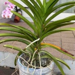 タガメとタナゴ、ちょっと家庭菜園のblog