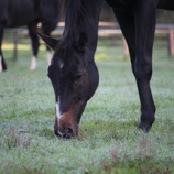 『太陽』の画像