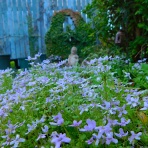 ブルーガーデンと花育て