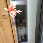 ペットライフちゃんねる～犬・猫ペット系まとめ～