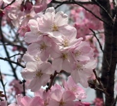 連休模様とバイオリンベースのブリッジ考察なんかも