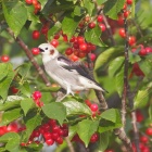 『投稿：サクランボが大好きなコムクドリたち　2023/06/25』の画像