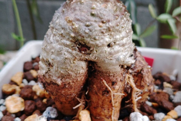 多肉植物の植え替え⑫(2026年4月) : ユーフォルビア・オベサ・ドットコム