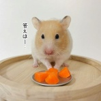 ブンチョ日誌