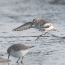 漁港の越冬ハマシギ Dunlin