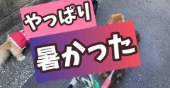 涼しいと思って行ったのだが