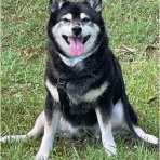 柴犬アトム🌈・黒柴アラレの日々是好日