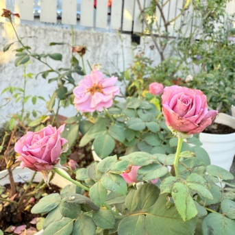 ＊バラ夏の剪定から35日で咲き始めたエンジェルフェイス｜クライミングサンパラソル狂い咲き