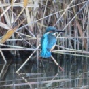 カワセミ　～ベーコンとスナップエンドウの玉子炒めの朝ご飯、野菜きしめんの晩ご飯～