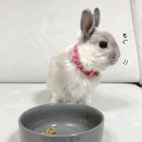 うさぎのルリ(1/4追記)