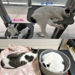三度の飯＜犬と猫