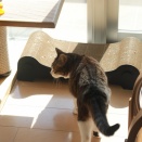 気にする猫としない猫。