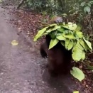 葉っぱを重ねて傘がわり。雨を凌ぐオランウータンがやはり賢い