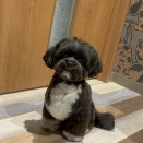 トリミングブログ🐶🐾