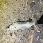 シーバス&ライトゲームな日々