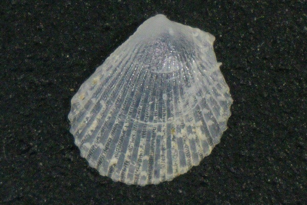 貝殻 Melapium Elatum 深海の形 貝殻 Melapium Elatum 深海の形