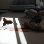 湘南凸凹柴WAN日記