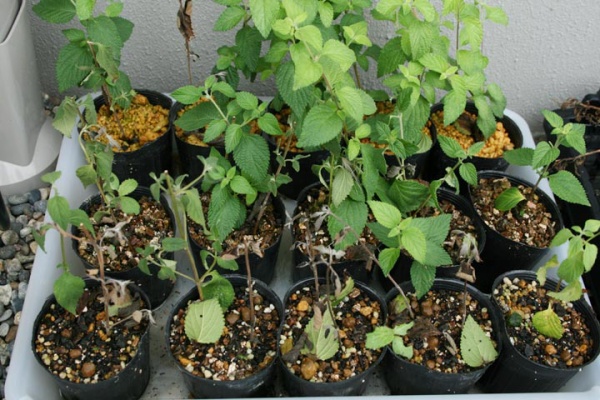 プランターマニアックス 挿し芽 挿し木